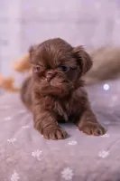 Stella, a female Shih Tzu for sale in Ararat, NC – Photo 8 of 9