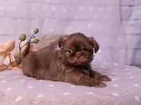 Stella, a female Shih Tzu for sale in Ararat, NC – Photo 3 of 9