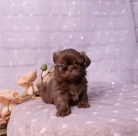 Stella, a female Shih Tzu for sale in Ararat, NC – Photo 5 of 9