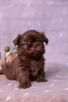 Stella, a female Shih Tzu for sale in Ararat, NC – Photo 1 of 9