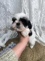 Johnny, a male Shih Tzu for sale in Mount Airy, NC – Photo 2 of 8