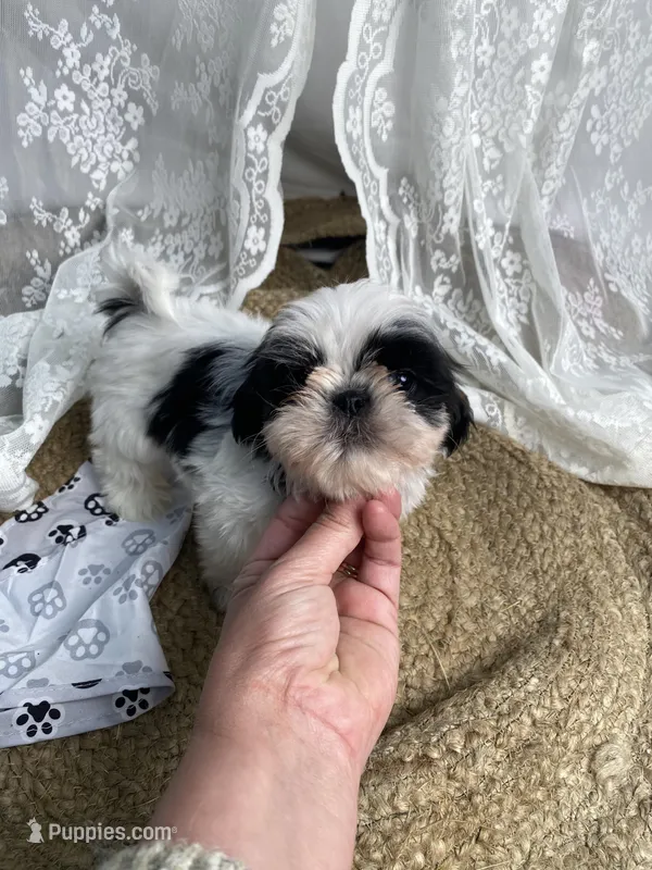 Johnny – Shih Tzu puppy for sale in Mount Airy, NC