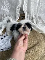 Johnny, a male Shih Tzu for sale in Mount Airy, NC – Photo 1 of 8