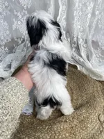 Johnny, a male Shih Tzu for sale in Mount Airy, NC – Photo 7 of 8