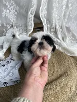 Johnny, a male Shih Tzu for sale in Mount Airy, NC – Photo 5 of 8