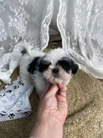 Johnny, a male Shih Tzu for sale in Mount Airy, NC – Photo 6 of 8