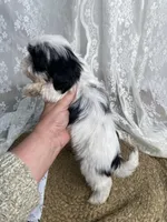 Johnny, a male Shih Tzu for sale in Mount Airy, NC – Photo 3 of 8