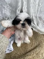 Johnny, a male Shih Tzu for sale in Mount Airy, NC – Photo 4 of 8