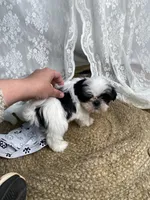 Johnny, a male Shih Tzu for sale in Mount Airy, NC – Photo 8 of 8