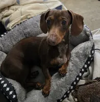 Sweet Laicey , a female Miniature Dachshund for sale in Naples, FL – 5 of 6
