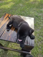 Dumbell , a male Border Collie and Cane Corso for sale in Naples, FL – 4 of 9