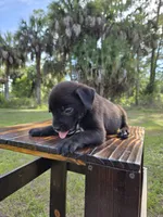 Dumbell , a male Border Collie and Cane Corso for sale in Naples, FL – 5 of 9