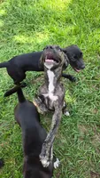 Texas , a female Border Collie and Cane Corso for sale in Naples, FL – 3 of 7