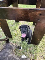 Sassy Cassy, a female Border Collie and Cane Corso for sale in Naples, FL – 2 of 7