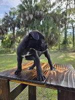 Sassy Cassy, a female Border Collie and Cane Corso for sale in Naples, FL – 4 of 7