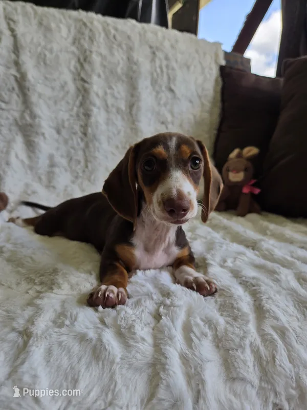 Sweet Laicey  – Miniature Dachshund puppy for sale in Naples, FL