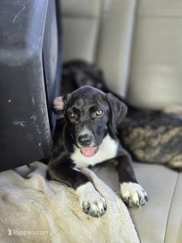 Socks – Border Collie, Cane Corso puppy for sale in Naples, FL