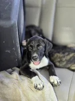 Socks, a male Border Collie and Cane Corso for sale in Naples, FL – 1 of 3