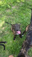 Dozer, a male Border Collie and Cane Corso for sale in Naples, FL – 3 of 5