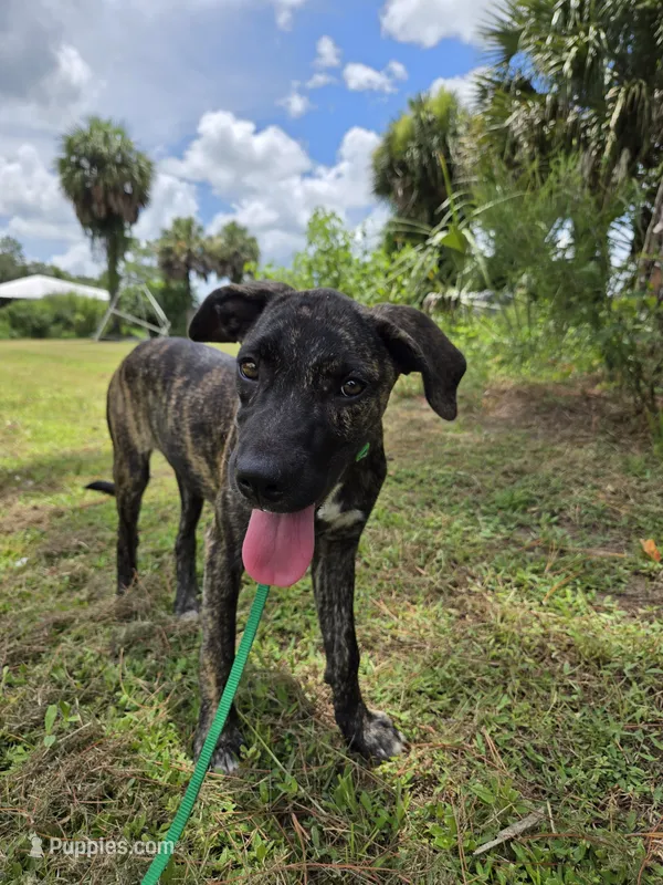 Texas  – Border Collie, Cane Corso puppy for sale in Naples, FL
