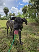 Texas , a female Border Collie and Cane Corso for sale in Naples, FL – 1 of 7
