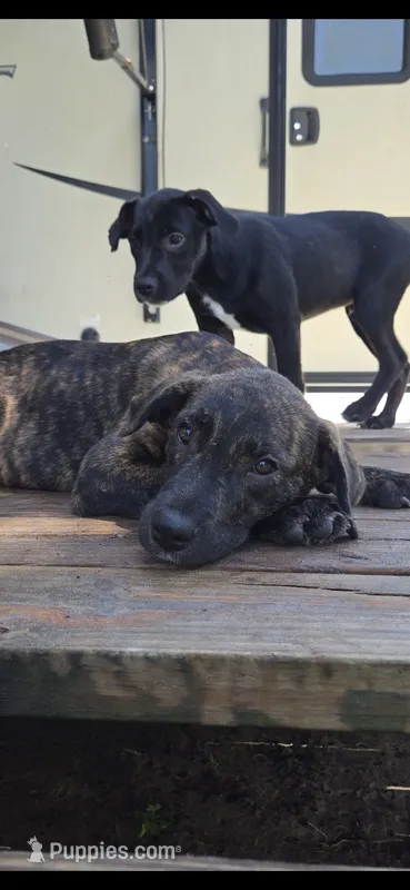 Bull Dozer – Border Collie, Cane Corso puppy for sale in Naples, FL