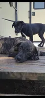 Bull Dozer, a male Border Collie and Cane Corso for sale in Naples, FL – 1 of 3