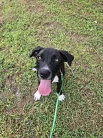 Buddy, a male Border Collie and Cane Corso for sale in Naples, FL – 3 of 5