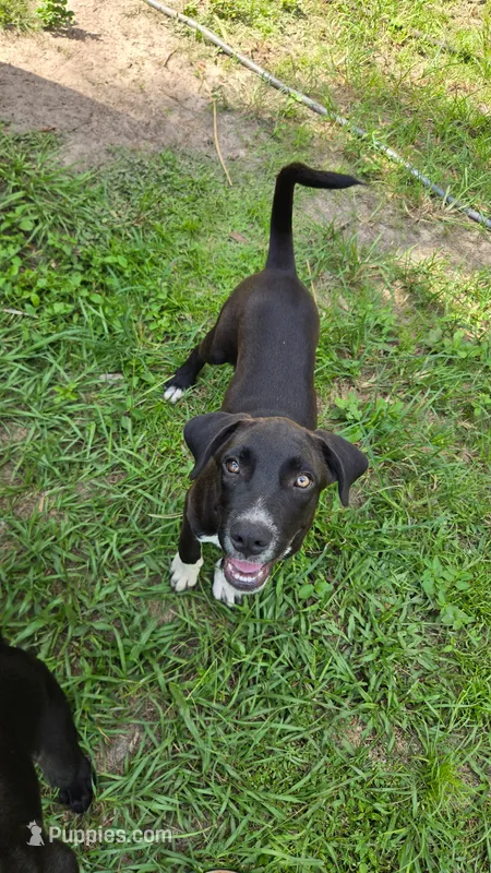 Socks – Border Collie, Cane Corso puppy for sale in Naples, FL