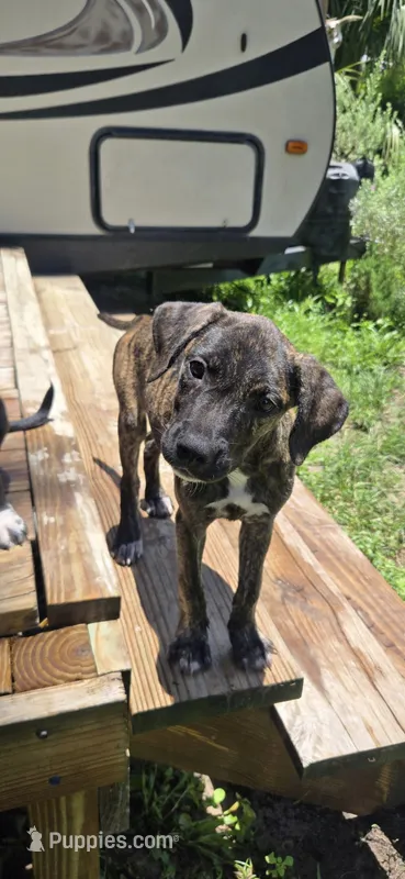 Pumpkin – Border Collie, Cane Corso puppy for sale in Naples, FL