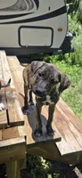 Pumpkin, a female Border Collie and Cane Corso for sale in Naples, FL – 1 of 3