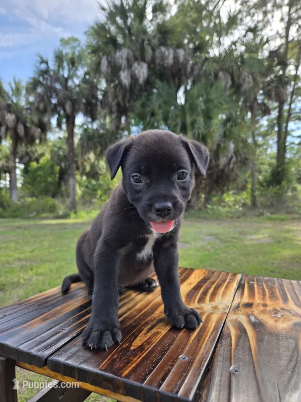 Dumbell  – Border Collie, Cane Corso puppy for sale in Naples, FL
