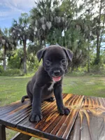 Dumbell , a male Border Collie and Cane Corso for sale in Naples, FL – 1 of 9