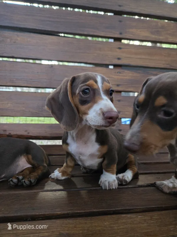 Sweet Laicey  – Miniature Dachshund puppy for sale in Naples, FL