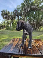 Pumpkin, a female Border Collie and Cane Corso for sale in Naples, FL – 6 of 10