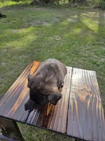 Dozer, a male Border Collie and Cane Corso for sale in Naples, FL – 6 of 9
