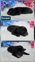 Sweet male mix, a male Border Collie and Cane Corso for sale in Naples, FL – 7 of 7