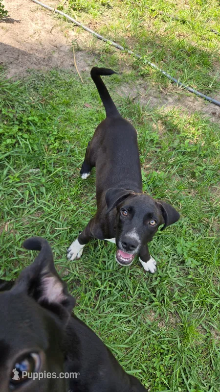 Socks – Border Collie, Cane Corso puppy for sale in Naples, FL