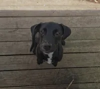 Sweet Friend , a male Border Collie and Cane Corso for sale in Naples, FL – 2 of 9