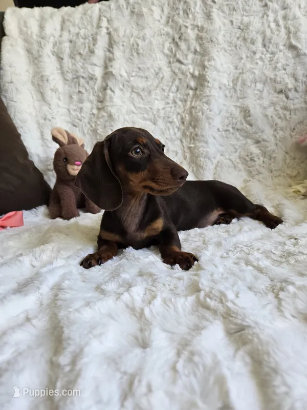 Honey Biscuit  – Miniature Dachshund puppy for sale in Naples, FL