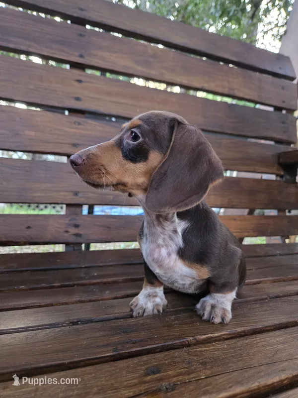 Daisey Cakes – Miniature Dachshund puppy for sale in Naples, FL