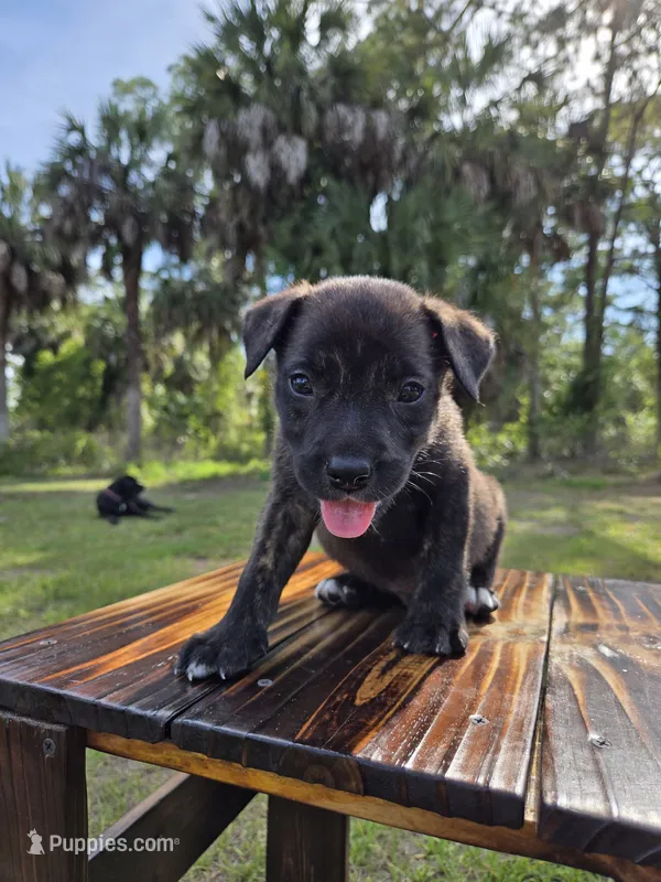 Dozer – Border Collie, Cane Corso puppy for sale in Naples, FL