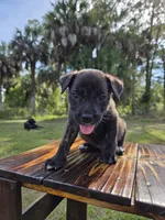 Dozer, a male Border Collie and Cane Corso for sale in Naples, FL – 1 of 9