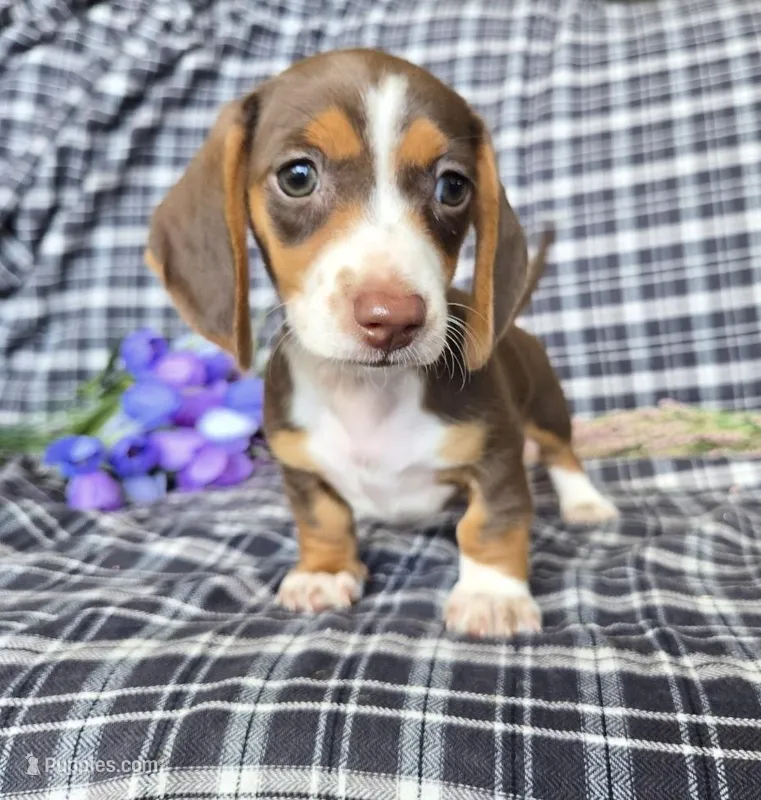 Sweet Laicey  – Miniature Dachshund puppy for sale in Naples, FL