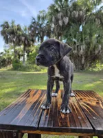 Pumpkin, a female Border Collie and Cane Corso for sale in Naples, FL – 3 of 10