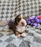 Laicey , a female Miniature Dachshund for sale in Naples, FL – Photo 4 of 10