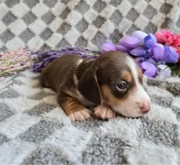 Laicey , a female Miniature Dachshund for sale in Naples, FL – Photo 5 of 10