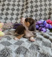 Laicey , a female Miniature Dachshund for sale in Naples, FL – Photo 2 of 10