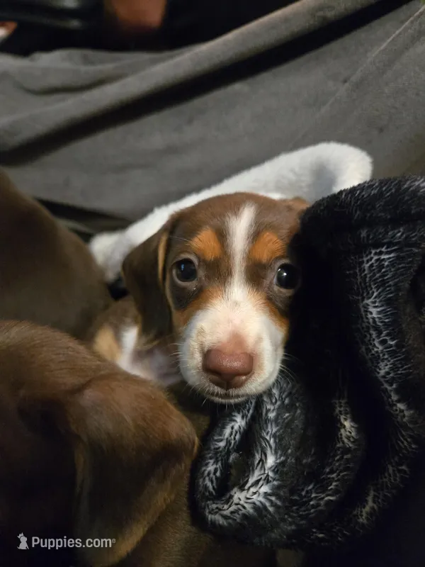 Laicey  – Miniature Dachshund puppy for sale in Naples, FL