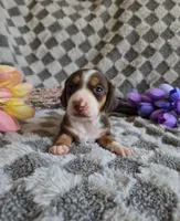 Laicey , a female Miniature Dachshund for sale in Naples, FL – Photo 3 of 10